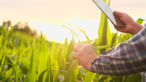 Farmer-at-sunset-in-a-field-with-a-tablet-computer.-Slow-motion